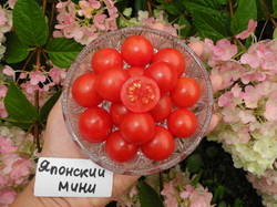 Японский мини.JPG