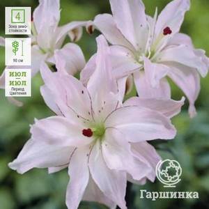 spring_pink_liliya_aziatskaya_mahrovaya__1.thumb.jpeg.8f9edddc9c55f022c9e12dd0f55cb50f.jpeg