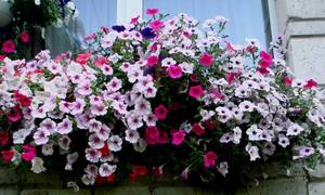 DSC07766 - копия.JPG