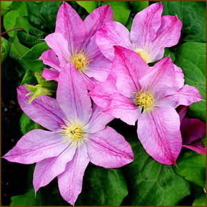13-Clematis-Asao.jpg