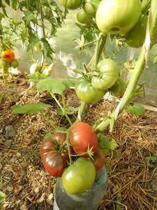 DSCN0908 Диво дивное.JPG