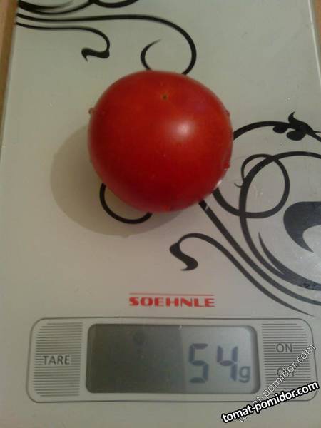 Вишня зимняя - В — сорта томатов - tomat-pomidor.com - отзывы на форуме