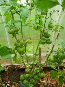 DSCN0745 Голубой фрукт.JPG