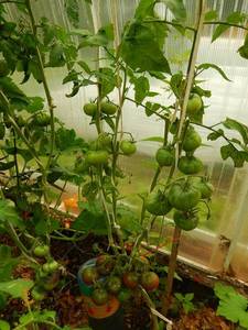 DSCN0761 Голубой фрукт.JPG