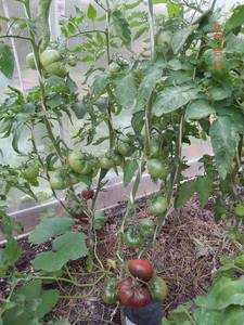 DSCN0944 Диво дивное.JPG