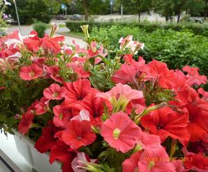 P1030417 - копия.JPG