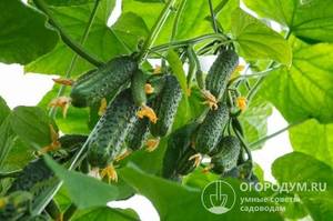 Огурец «Темп F1» (на фото) благодаря пучковому заложению завязей обеспечивает дружную массированную отдачу урожая пикулей и корнишонов.jpg