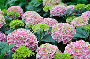 Gortenziya-Hydrangea-macrophylla-Peppermint.jpg