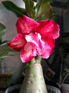 IMG_20190928_092822_HDR.jpg