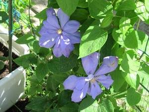 IMG_4696.JPG