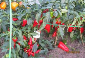 IMG_4787.JPG