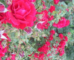 IMG_9251.JPG