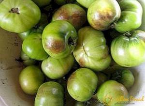 how-to-deal-with-phytophthora-on-tomatoes-treatment-of-tomatoes-in-suburban-area.jpg
