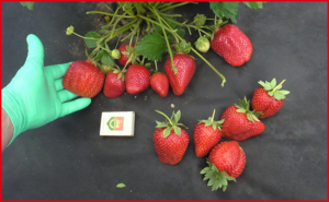 image.thumb.png.1b26b7af31b07367efa702937e254c73.png