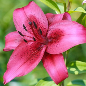 image.thumb.png.e3d31199ef0f868db2ce33580e09832e.png