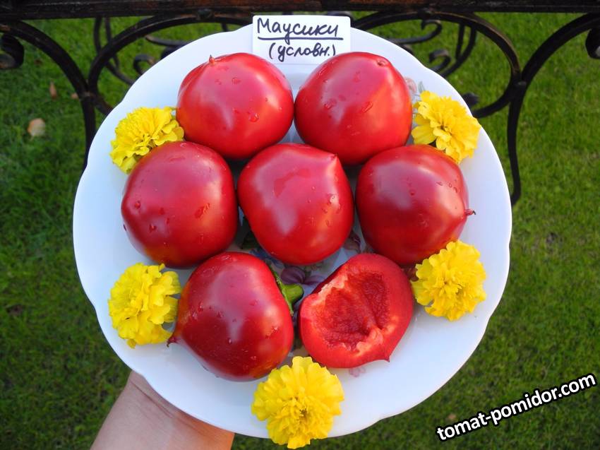 Маусики..jpg