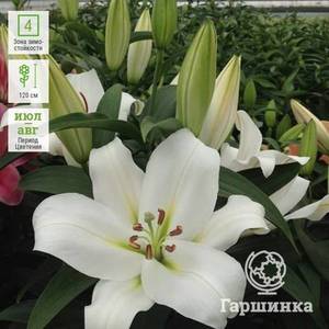 lilium_ot_hybrid_franson2.jpg