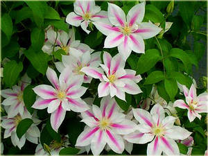 powojnik_andromeda_clematis_andromeda02.jpg