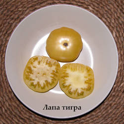 4.lapa tigra.jpg
