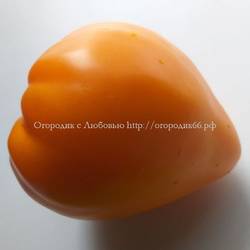 Лискин нос (Оранжевое сердце)