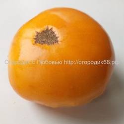 Персимон(Persimmon)  США