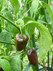 Rocoto Brown