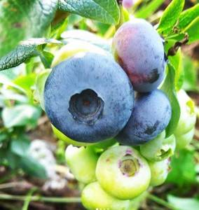 картаf альфа.jpg