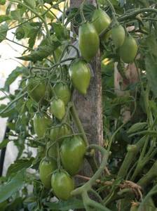 Лисичка зеленая2.JPG