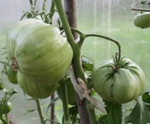 IMG_8242 — копия.JPG