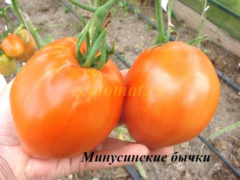 Минусинские бычки - М — сорта томатов - tomat-pomidor.com - отзывы нафоруме