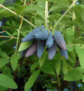 Восторг жим2.jpg