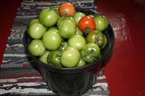 Царица севера сбор 2 — копия.JPG