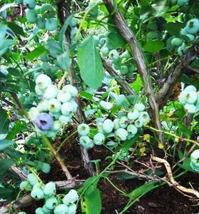 картаf альфа3.jpg