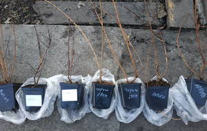 Канадская жимолость.jpg