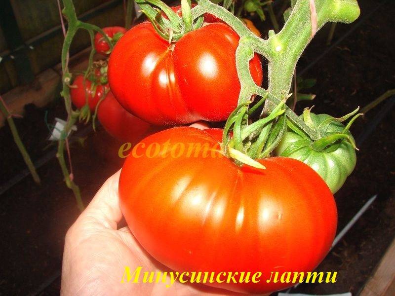 Минусинские лапти - М — сорта томатов - tomat-pomidor.com - отзывы нафоруме