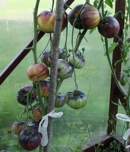 IMG_8231 — копия.JPG