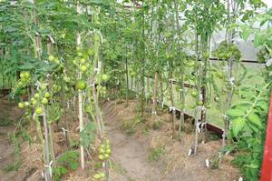 IMG_8292 — копия.JPG