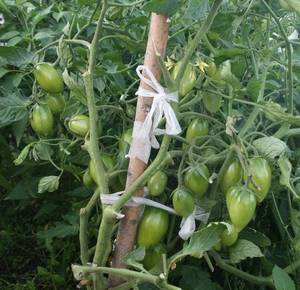 Лисичка 3 — копия.JPG