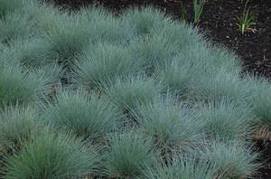 Овсяница сизая (Festuca glauca).jpg