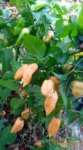 Пereczbhut-jolokia-peach0923_152856_p.jpg