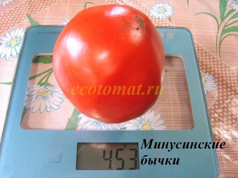 Минусинские бычки - М — сорта томатов - tomat-pomidor.com - отзывы нафоруме