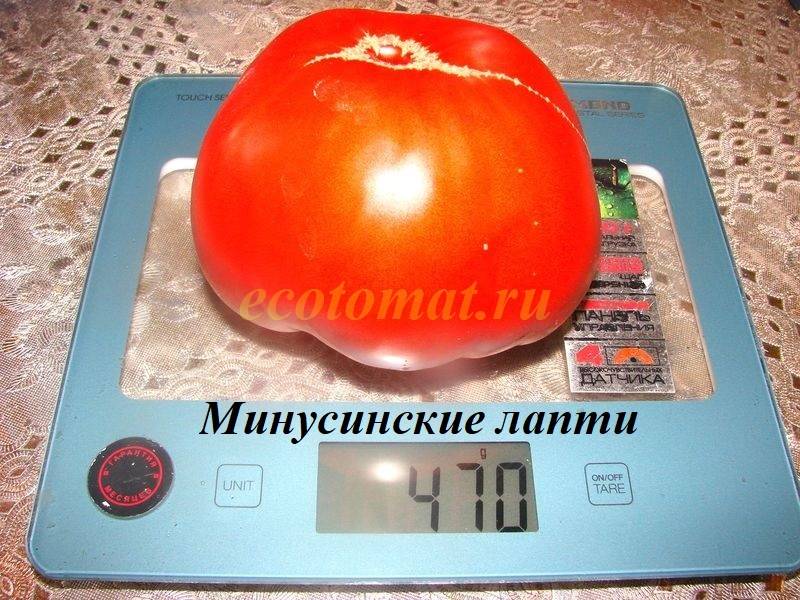 Минусинские лапти - М — сорта томатов - tomat-pomidor.com - отзывы нафоруме