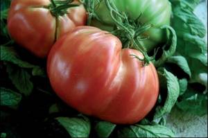 74-2-grande-1-pomodoro-sorrento.thumb.jpg.3a4d721cc18d16232a54b2fa0ac5fa84.jpg