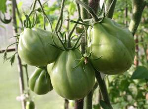 IMG_8243 — копия.JPG