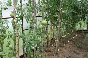 IMG_8212 — копия.JPG