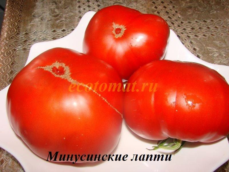 Минусинские лапти - М — сорта томатов - tomat-pomidor.com - отзывы нафоруме