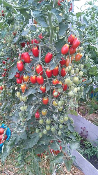 Спрут сливка F1 - С — сорта томатов - tomat-pomidor.com - отзывы на форуме
