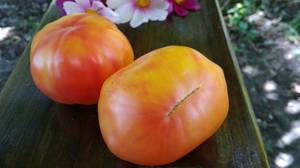 Outdoor harvested Oaxacan Jewel tomatoes, photo posted by irysska (1)