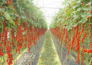 Pachino-Tomatoes-Italy.thumb.jpg.1d1f62c1607fed50f49db34396b5022a.jpg