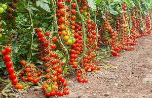 Pachino-Tomatoes.thumb.jpg.ea3dc4734dec87d7707e3a43f94f0011.jpg